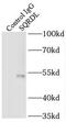 Sulfide Quinone Oxidoreductase antibody, FNab08210, FineTest, Immunoprecipitation image 