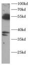 FLICE antibody, FNab10024, FineTest, Western Blot image 