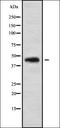 Atonal BHLH Transcription Factor 8 antibody, orb336233, Biorbyt, Western Blot image 