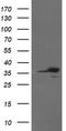 HAP1 antibody, TA800333S, Origene, Western Blot image 