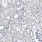 Zinc Finger Protein 772 antibody, NBP1-84113, Novus Biologicals, Immunohistochemistry frozen image 