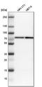 CTP Synthase 2 antibody, HPA017437, Atlas Antibodies, Western Blot image 