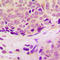 Ribosomal Protein L37 antibody, LS-C358290, Lifespan Biosciences, Immunohistochemistry paraffin image 