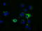 3-Hydroxyisobutyryl-CoA Hydrolase antibody, TA501331, Origene, Immunofluorescence image 