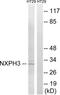Neurexophilin 3 antibody, LS-C120146, Lifespan Biosciences, Western Blot image 