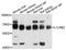 CD85d antibody, orb373063, Biorbyt, Western Blot image 