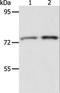 ACOX2 antibody, LS-C401160, Lifespan Biosciences, Western Blot image 