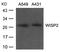 Ccn5 antibody, A04480, Boster Biological Technology, Western Blot image 