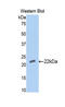 Bone Morphogenetic Protein 4 antibody, LS-C294044, Lifespan Biosciences, Western Blot image 