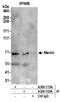 Menin 1 antibody, A300-115A, Bethyl Labs, Immunoprecipitation image 
