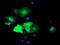 Epsin 2 antibody, TA504296, Origene, Immunofluorescence image 