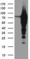 Epsin 2 antibody, TA504301, Origene, Western Blot image 