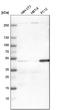Caspase 9 antibody, HPA001473, Atlas Antibodies, Western Blot image 