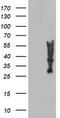 Myeloid Leukemia Factor 2 antibody, TA504875S, Origene, Western Blot image 