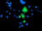 Carboxypeptidase A1 antibody, TA504519, Origene, Immunofluorescence image 
