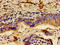 Lactase antibody, LS-C674985, Lifespan Biosciences, Immunohistochemistry paraffin image 