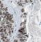 Progastricsin antibody, FNab06309, FineTest, Immunohistochemistry frozen image 