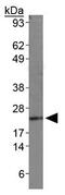 Diablo IAP-Binding Mitochondrial Protein antibody, GTX30249, GeneTex, Western Blot image 