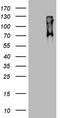 Gp110 antibody, TA802965S, Origene, Western Blot image 
