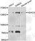 Histone Deacetylase 4 antibody, A7951, ABclonal Technology, Western Blot image 