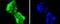 Hes Family BHLH Transcription Factor 1 antibody, NBP2-67642, Novus Biologicals, Immunofluorescence image 
