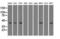 Keratin 19 antibody, LS-C114315, Lifespan Biosciences, Immunofluorescence image 