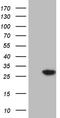 Nudix Hydrolase 4 antibody, TA809679S, Origene, Western Blot image 