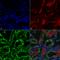 KDEL Tetrapeptide antibody, LS-C776790, Lifespan Biosciences, Immunohistochemistry paraffin image 