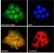 Kruppel Like Factor 3 antibody, NB100-1018, Novus Biologicals, Immunofluorescence image 