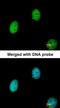 BEN Domain Containing 5 antibody, orb74270, Biorbyt, Immunocytochemistry image 