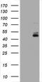 CD2 antibody, TA800734, Origene, Western Blot image 