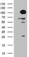 Beaded Filament Structural Protein 1 antibody, TA804041S, Origene, Western Blot image 