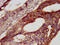 Cadherin 7 antibody, CSB-PA805303LA01HU, Cusabio, Immunohistochemistry frozen image 