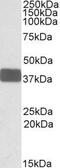 Protein Wnt-9b antibody, GTX88330, GeneTex, Western Blot image 