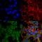 GABA Type A Receptor-Associated Protein antibody, SPC-620D-FITC, StressMarq, Immunofluorescence image 