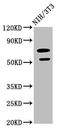 Growth Differentiation Factor 5 antibody, LS-C375779, Lifespan Biosciences, Western Blot image 