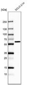 EYA Transcriptional Coactivator And Phosphatase 2 antibody, NBP1-84026, Novus Biologicals, Western Blot image 