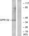 Probable G-protein coupled receptor 132 antibody, LS-C120683, Lifespan Biosciences, Western Blot image 