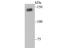 Phosphoribosylformylglycinamidine Synthase antibody, NBP2-80433, Novus Biologicals, Western Blot image 