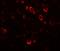 Cardiomyopathy Associated 5 antibody, GTX32021, GeneTex, Immunohistochemistry paraffin image 