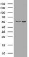 Phosphatidylinositol-4,5-bisphosphate 3-kinase catalytic subunit delta isoform antibody, TA801781, Origene, Western Blot image 