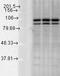 Calnexin antibody, LS-C232099, Lifespan Biosciences, Western Blot image 