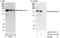 Protein diaphanous homolog 1 antibody, A300-077A, Bethyl Labs, Immunoprecipitation image 