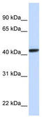CLN8 Transmembrane ER And ERGIC Protein antibody, TA331068, Origene, Western Blot image 