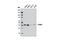 Protein CYR61 antibody, 11952S, Cell Signaling Technology, Western Blot image 