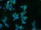 CLN6 Transmembrane ER Protein antibody, 20315-1-AP, Proteintech Group, Immunofluorescence image 