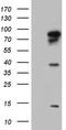 Beaded Filament Structural Protein 1 antibody, LS-C790139, Lifespan Biosciences, Western Blot image 