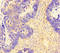 Family With Sequence Similarity 71 Member F2 antibody, LS-C399433, Lifespan Biosciences, Immunohistochemistry paraffin image 
