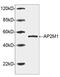 AP-2 complex subunit mu antibody, LS-B13668, Lifespan Biosciences, Western Blot image 