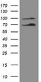 NUMB Endocytic Adaptor Protein antibody, LS-C172507, Lifespan Biosciences, Western Blot image 